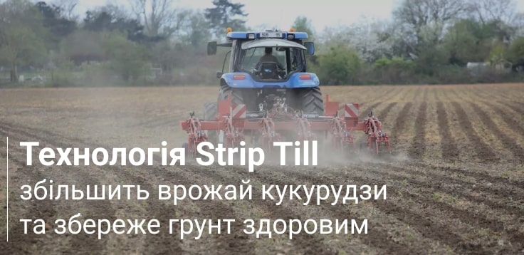 вирощування кукурудзи на зерно  healthysoil