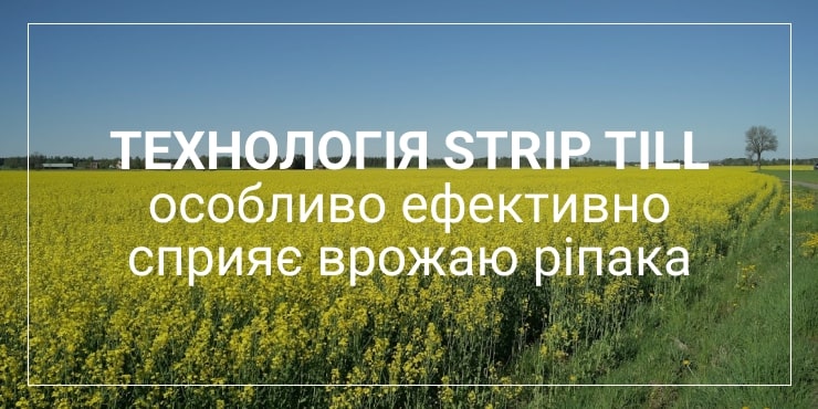вирощування ріпаку хелсісоіл
