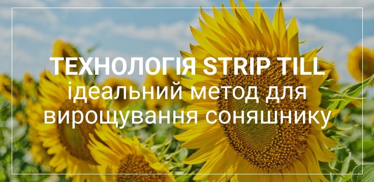 вирощування соняшника Healthysoil
