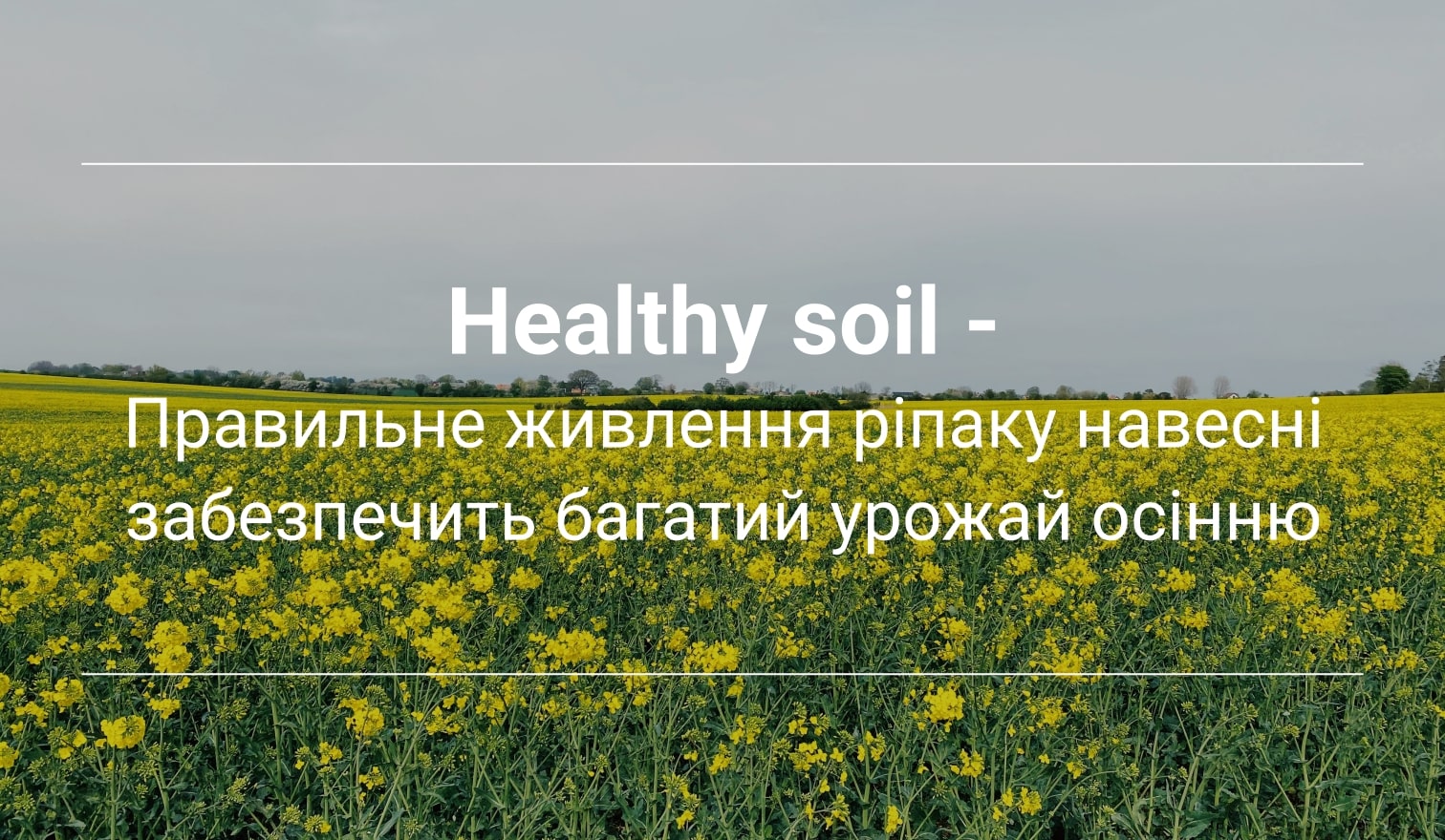ріпак озимий технологія вирощування healthy soil