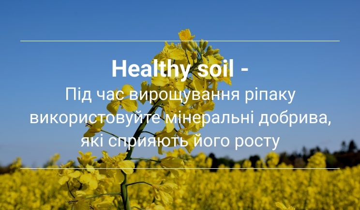 ріпак умови вирощування healthsoil