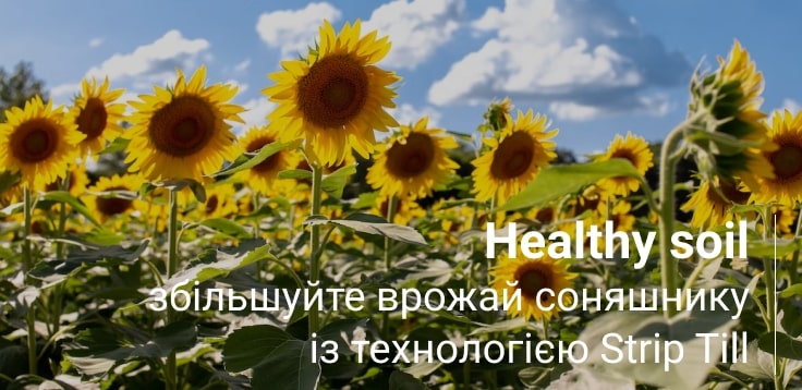 соняшник вирощування   технологією strip till healthysoil

