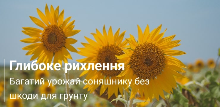 вирощування соняшника Healthy soil