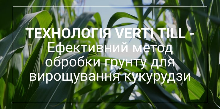 вирощування кукурудзи  healthysoil