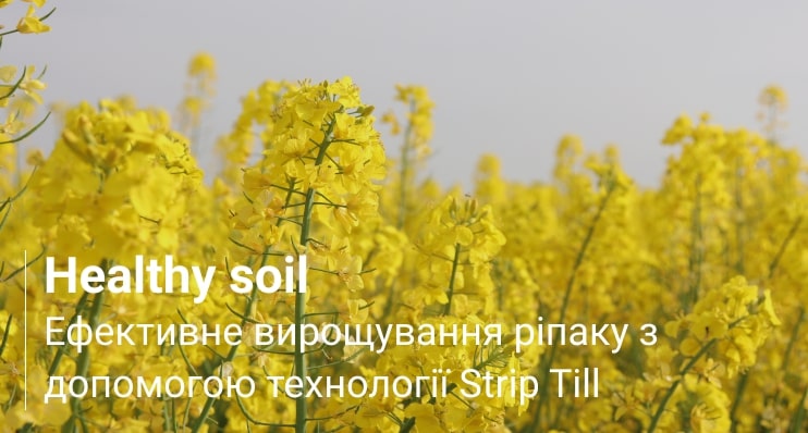 ріпак озимий технологія вирощування хелсісоїл