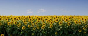 техніка для глибокого рихлення хелсісоіл
