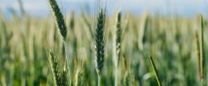 вертикальна обробка ґрунту хелсісоїл