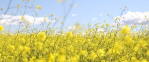 мінеральне живлення рослин хелсісоіл