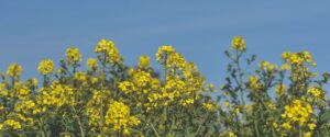 технологія вирощування ріпаку Healthysoil