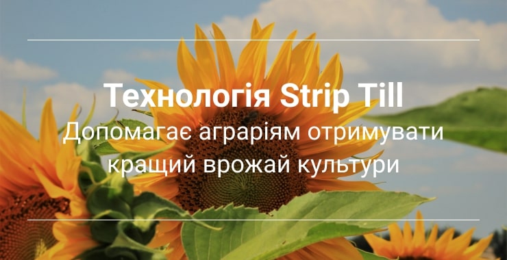 вирощування соняшника Healthysoil