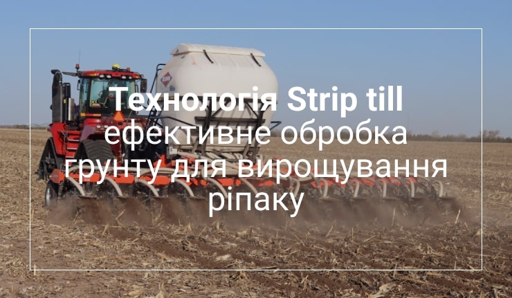 вирощування ріпаку Healthy soil