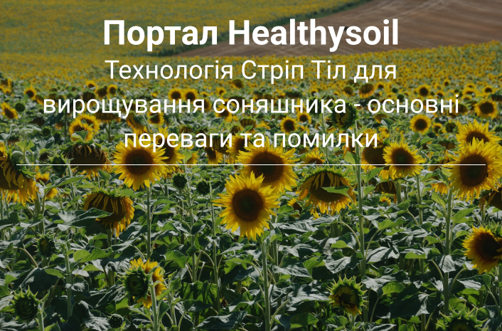 вирощування соняшника по стріп тіл