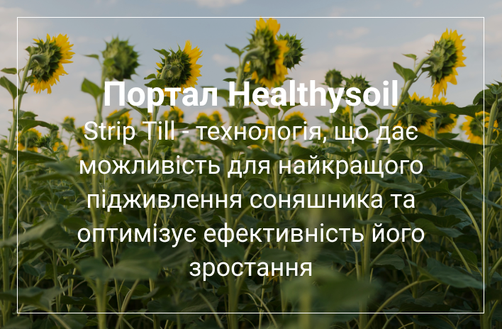 технологія вирощування соняшника