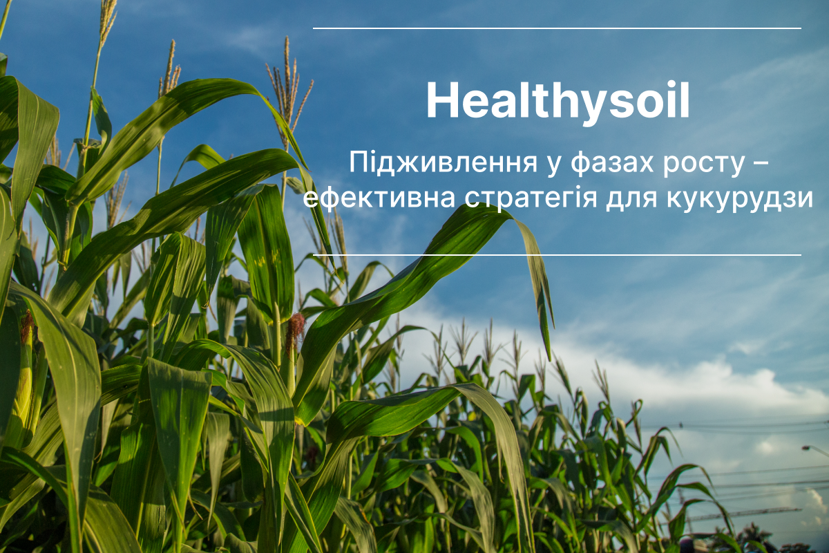 селітра для кукурудзи