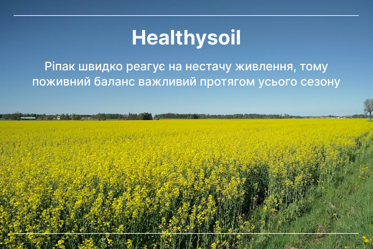 добрива під посів ріпаку
