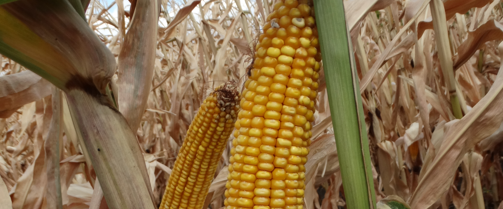 corn