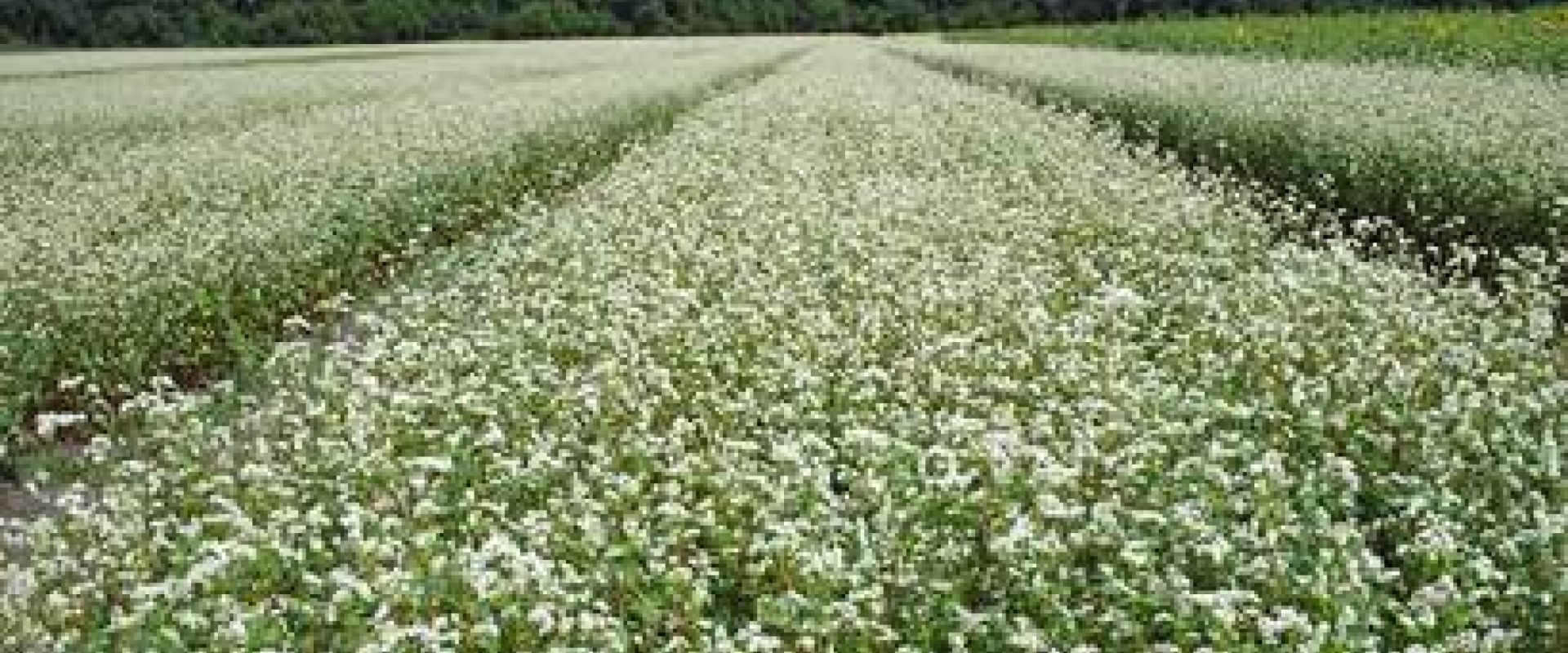 field