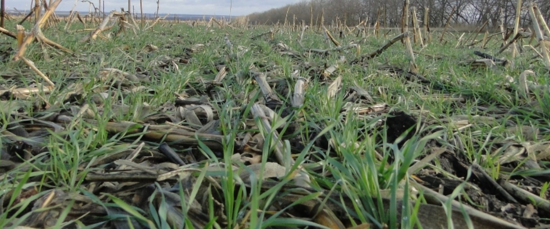 no_till
