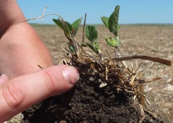 soil-living-organism-3 Для живлення ґрунту потрібні бактерії та мікроорганізми