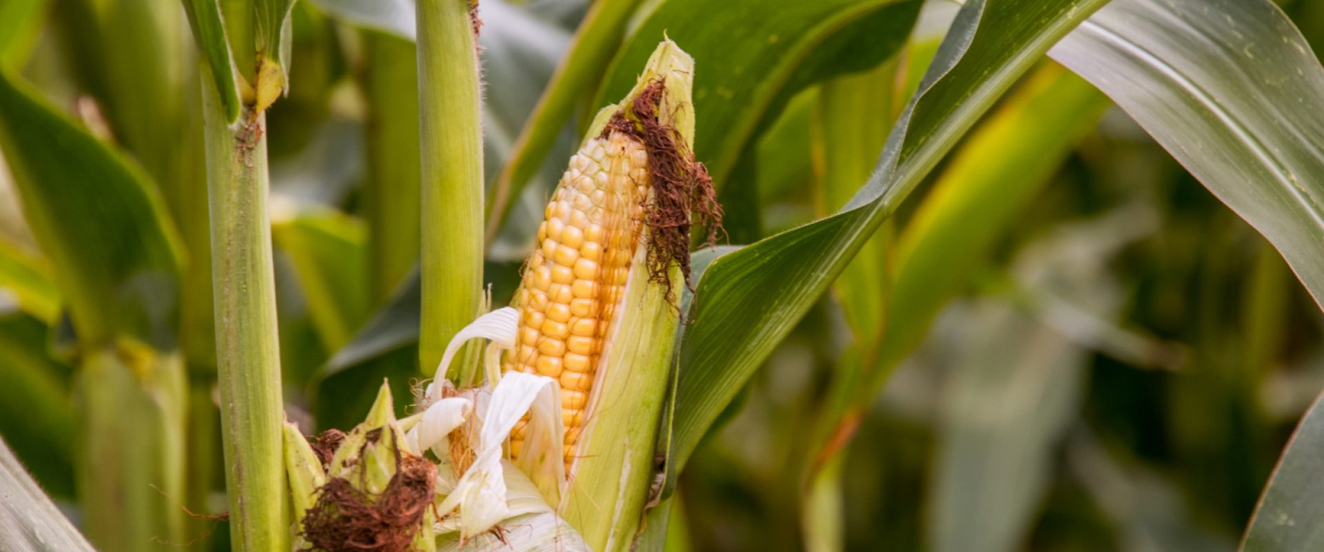 strip-till-kukurudza