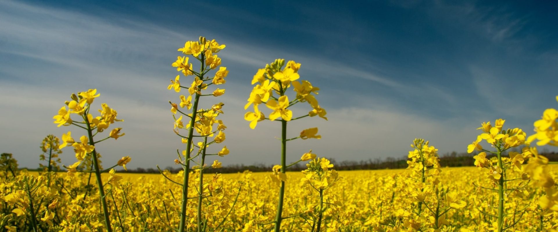 як вирощувати ріпак хелсі соіл