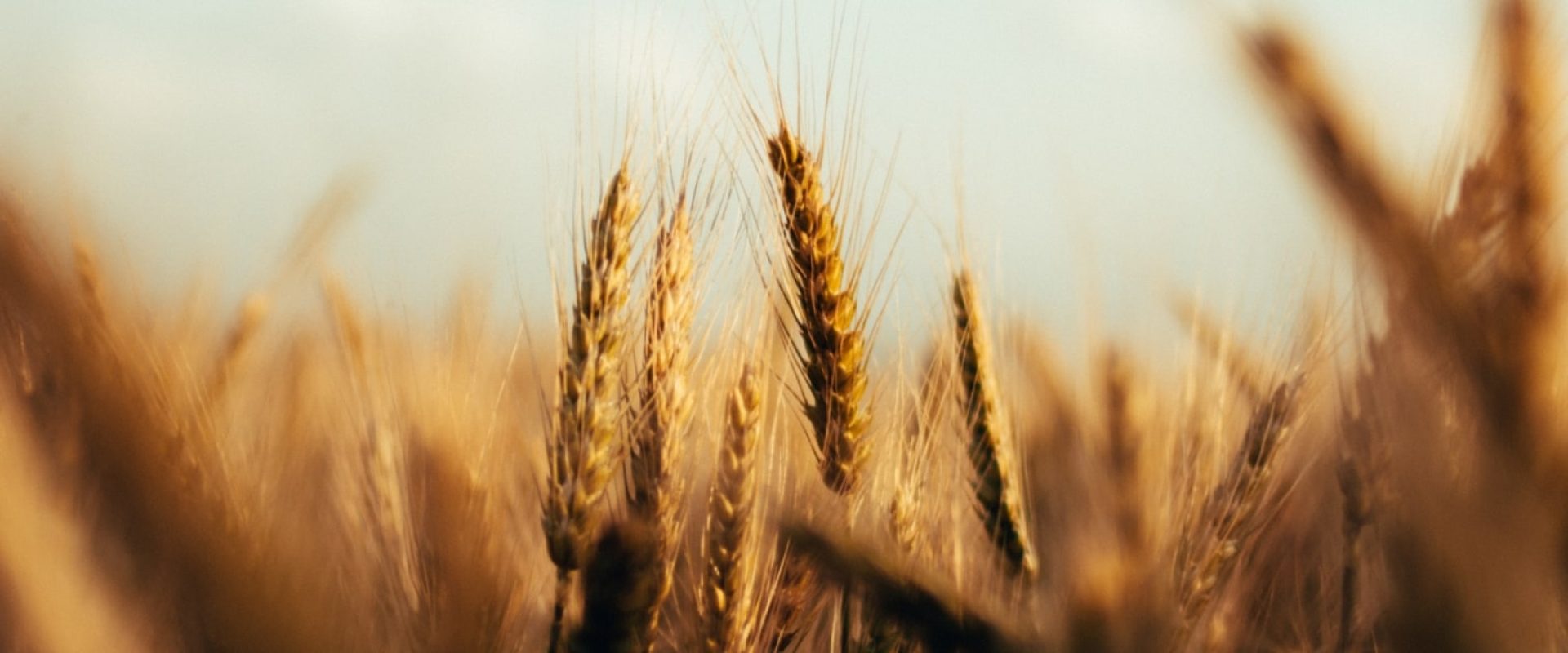вирощування зернових культур в україні healthy soil